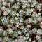 Vetkruid (Sedum spath.) 'Cape Blanco' | 1 stuk | groenblijvende vaste plant | wintergroen | Rotsplant | plant voor rotstuin | alpine plant | 11x11 cm Kwekerspot | winterhard | Geel