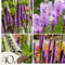 Plant in a Box - Liatris - Mix van 40 - Lampenpoetser - Wortelstokken - Prachtschaarde - Bloeiende vaste plant
