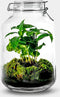 Growing Concepts DIY Duurzaam Ecosysteem Weckpot 5L - Planten - Coffea Arabica - H28xØ18cm