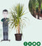 Cordyline 'Indivisa' - meerstammig |