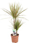 Goed & Groen - Combipakket - Dracaena Surculosa, Bicolor, Golden Coast en Marginata -↨ 80cm - Potmaat 17 - Kwaliteit Planten - Kamer Plant - Kamerplanten - Sfeer