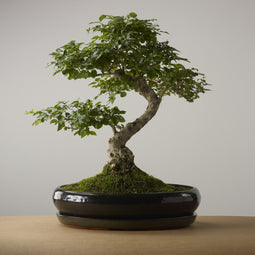 Bonsai of Gaman - Authentieke XXL Bonsai - 18 - 22 jaar oud - Inclusief pot & Schaal van Japans keramiek - The Bonsaïst