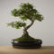 Bonsai of Gaman - Authentieke XXL Bonsai - 18 - 22 jaar oud - Inclusief pot & Schaal van Japans keramiek - The Bonsaïst
