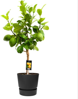 Goed & Groen - Citrus Bergamot in ELHO outdoor sierpot Greenville Rond (zwart) - ↨ 85cm - Potmaat 22 - Kwaliteit Planten - Kamer Plant - Kamerplanten - Sfeer