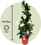 Plant in a Box - Mandeville 'Rio White' - Dipladenia - Bloeiende tuinplant - Klimplant - Terras- en balkon plant - Pot 17cm - Hoogte 60-70cm
