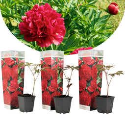 Plant in a Box - Paeonia officinalis 'Rubra Plena' - Set van 3 - Roze Pioenrozen - Pot 9cm - Hoogte 0-40cm