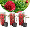 Plant in a Box - Paeonia officinalis 'Rubra Plena' - Set van 3 - Roze Pioenrozen - Pot 9cm - Hoogte 0-40cm
