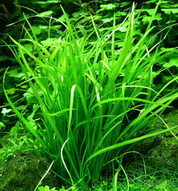 Eg helanthium tenellum nr35