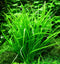 Eg helanthium tenellum nr35