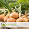 Plant in a Box - Onions Stuttgarter Riesen - 1 Kilo Uien - Voor 1m2 - Planten in het voorjaar