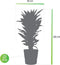 Dracaena Janet Lind in Elho® Greenville pot