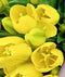 Driesprong collection - Boeket 5 Tulpen Geel