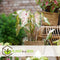 Caladium Gingerland 'Angel Wings' - Tropische kamerplant - Pot 12cm - Hoogte 25-40cm