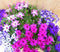 Senetti Senecio 6 potjes per tray kleur mix