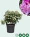 Rhododendron Catawbiense boursault | Rhododendron 'Catawbiense boursault' | Bomenbezorgd.nl