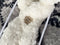 Linnick Flanel Fleece Deken + Hoodie met Capuchon Snake - naturel - 140x200cm - 130x180cm - Plaid