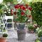 Plant in a Box - Rosa Palace 'Pride' - Rode stamroos voor binnen,tuin,terras of balkon - Pot 19cm - Hoogte 80-100cm