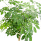 Schefflera arboricola ‘Compacta’ in grijze sierpot (vaas Nova concrete) - Hoogte ↕ 120cm - pot ∅ 29cm