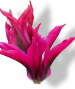 JUB - Tulipa doll's minuet