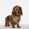 MINI DOG Tickless - Black - Anti Teek - Herlaadbaar
