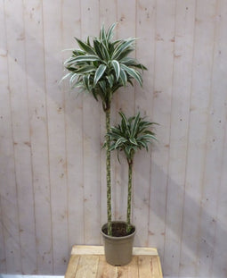 Kamerplant Fragrans Dracaena Drakenbloedboom groot 160 cm wit-groen