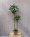 Kamerplant Fragrans Dracaena Drakenbloedboom groot 160 cm wit-groen