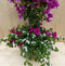 Rieten plantenbak Bougainivillea roze met zomerbloeiers mix h70 cm