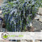 Plant in a Box - Rosmarinus Capri - Set de 3 - Rozemarijn winterharde vaste plant - Rosemary plant - Pot 13cm - Hoogte 20-30cm