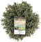 Picea glauca echiniformis 25-30 cm