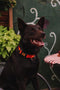 Hondenhalsband Dingo 14750 Groen 20 cm