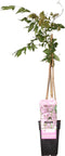 Plant in a Box - Wisteria floribunda 'Rosea' - Japanse roze regen - Bloeiende sierplant - Pot 15cm - Hoogte 60-70cm