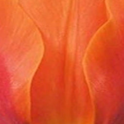 5 stuks - JUB - Tulipa Ballerina 5 bollen
