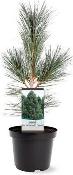 Warentuin natuurlijk - Pinus flexilis VanderWolf s Pyramid 30-40 c...