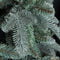 Triumph Tree kunstkerstboom deluxe abies nordmann maat in cm: 230 x 160 forest blue - FOREST BLUE