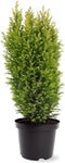 Chamaecyparis lawsoniana 'Ellwood's Gold' - Californische cipres - Planthoogte: 30-40 cm - Pot Ø 19 cm (3 liter)