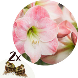 Plant in a Box - Amaryllis - Set van 2 - Hippeastrum - Bloembollen - Roze & witte bloemen