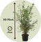 Plant in a Box - Niet-woekerende bamboe - Fargesia nitida 'Gansu' - Hoogte 50-70cm - Pot 17cm - Bamboo - Green