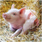 Ravensburger Puzzel Boerderijdieren - Legpuzzel - 2x12 stukjes (2 stuks)