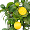 Tuinplant - Potplant - Citrus Meyer in ELHO outdoor sierpot Greenville Rond (zwart)