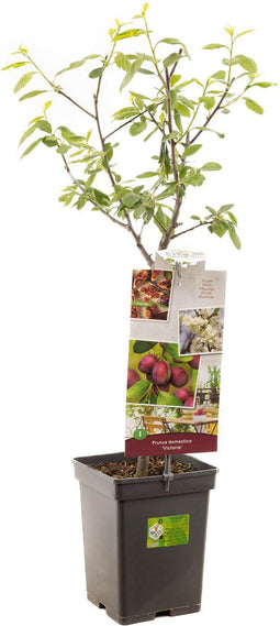 Prunus dom. Victoria Patio