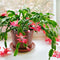 Plant in a Box - Schlumbergera Tricolor - Set van 3 Kerstcactussen - Kleurrijke bloeiende kamerplant - Pot 9cm - Hoogte 15-25cm