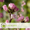 Plant in a Box - Prunus Persica 'Saturnus' - Set van 2 - Perzikboom - Fruitboom - Winterharde boom - Potplant - Tuinplant - Pot 15 cm - Hoogte 60-70cm
