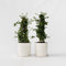 Plant in a Box - Ceanothus thyrsiflorus Repens - Set van 2 - Voorjaarsbloei - Glanzend blad - Wintergroene struik - Pot 17cm - Hoogte 60-70cm