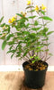 Hypericum