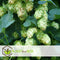 Plant in a Box - Humulus lupulus 'Nordbrau' - 2 Klimplanten - Hopplanten - Pot 15cm - Hoogte 50-60cm