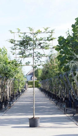 Groene leibeuk 200 cm | Fagus sylvatica 14-18 cm 200 cm| Bomenbezorgd.nl