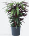 Plant in a Box - Calathea Wavestar XL - Pauwenplant, gebedsplant - ⌀27cm - Hoogte 85-95cm