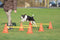 Trixie Dog Activity Hordenset - Agility Training - 6 Pionnen en 3 Stangen - Oranje (3 stuks)