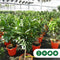 Sinaasappelboom Citrus sinensis h 150 cm st. omtrek 14cm