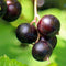 Plant in a Box - Ribes Nigrum 'Titania' - Set van 2 - Zwarte aalbes - Fruitboom - ⌀21cm - Hoogte 90-100cm